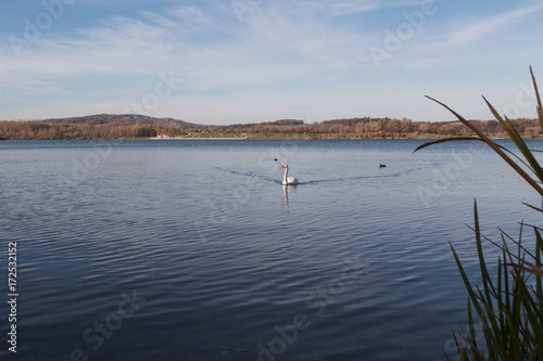 Schwan auf dem Olbersdorfer See © Uwe E. Nimmrichter