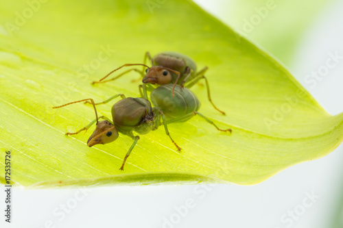 Red ant queen on green background