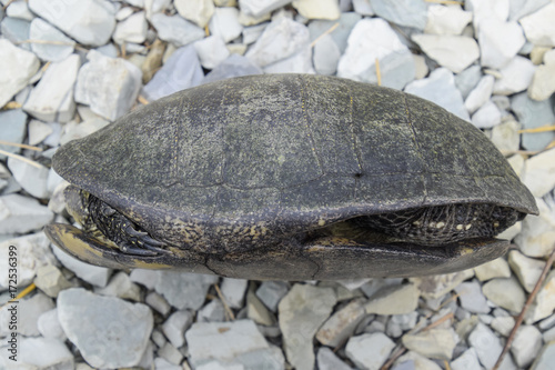 Ordinary river tortoise of temperate latitudes. The tortoise is an ancient reptile. photo