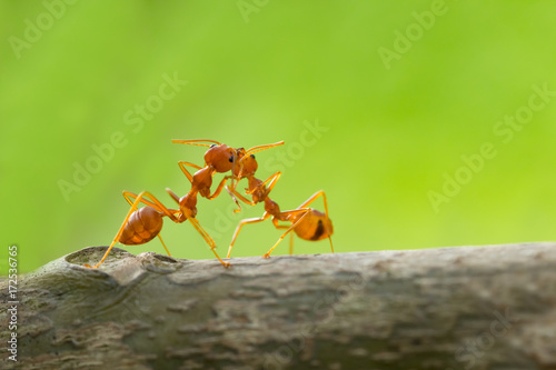 Red Ant action standing.Kiss couple love © frank29052515