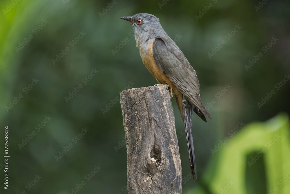 The plaintive cuckoo is a species of bird belonging to the genus Cacomantis in the cuckoo family Cuculidae. It is native to Asia, from India and China to Indonesia. The plaintive cuckoo is a species of bird belonging to the genus Cacomantis in the cuckoo family Cuculidae. It is native to Asia, from India and China to Indonesia.