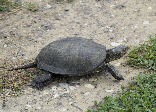 The tortoise crawls along the green grass. Ordinary river tortoise of temperate latitudes. The tortoise is an ancient reptile. photo