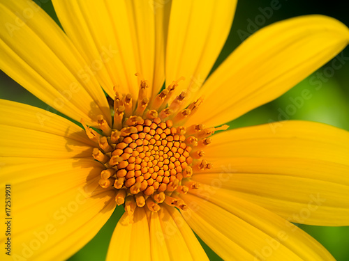 Close up of Tree marigold