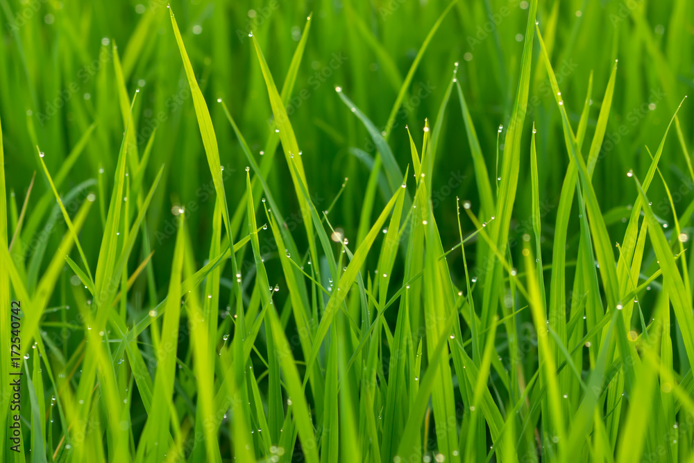 Fresh green leaves of rice plant with drop dew and light. Fresh green leaves of rice plant with drop dew and light.