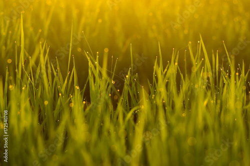 Fresh green leaves of rice plant with drop dew and light.