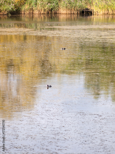 lake surface scene with two coots swimming