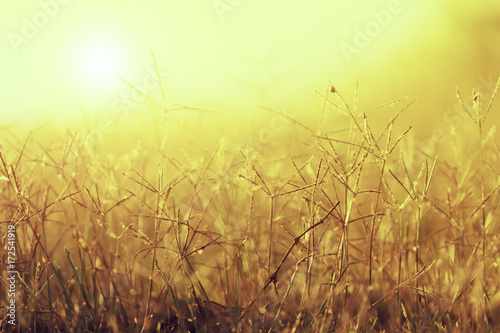 Flower grass with sunlight.