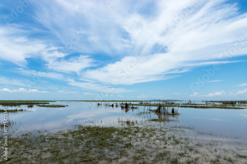 Fototapeta Naklejka Na Ścianę i Meble -  Wildlife sanctuaries of southern Thailand. (Wetland)