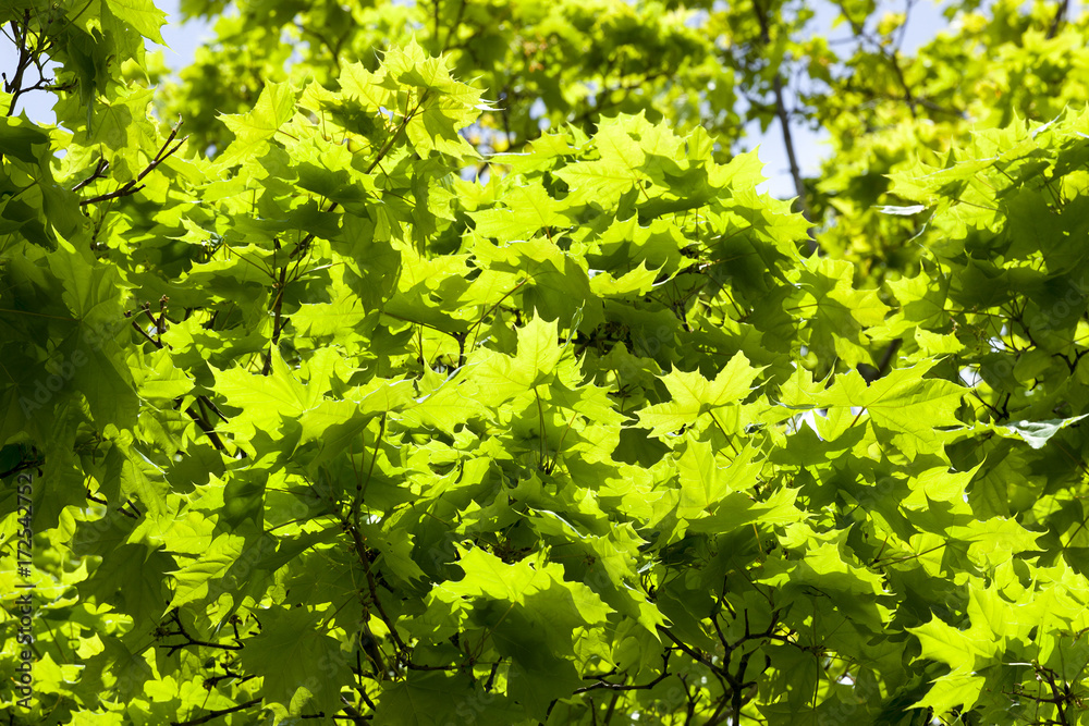 maple leaf maple leaf