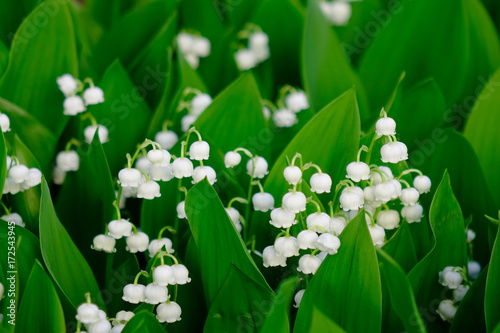 Slika na platnu Convallaria Majalis flowers at Japanese garden