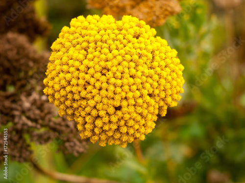 close up of bunch of yellow garden Achillea filipendulina 'Cloth of Gold'