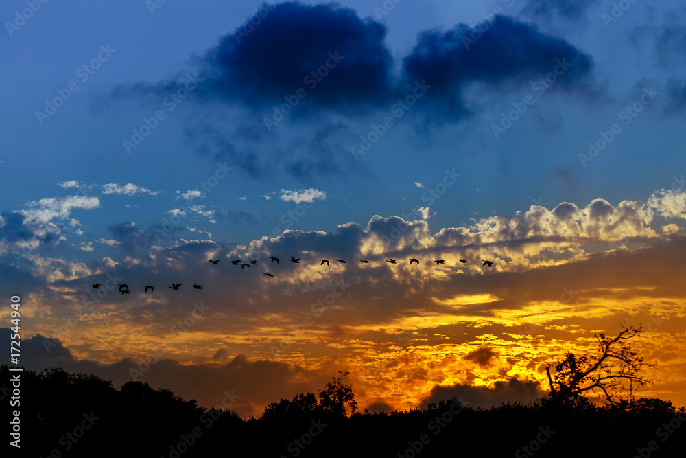Fototapeta premium Silhouette of birds flying pass sunset and orange sky