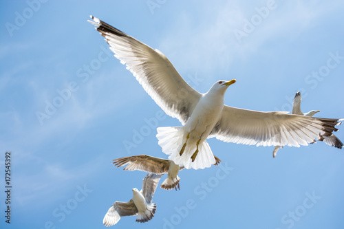Seagulls flying in a sky