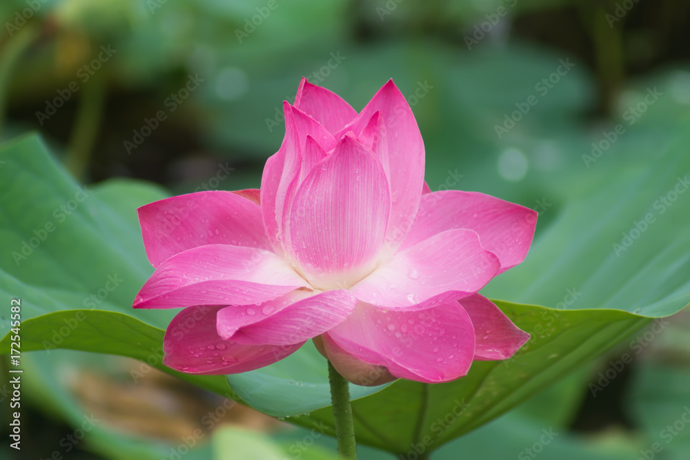 Fototapeta premium Beautiful pink lotus flower