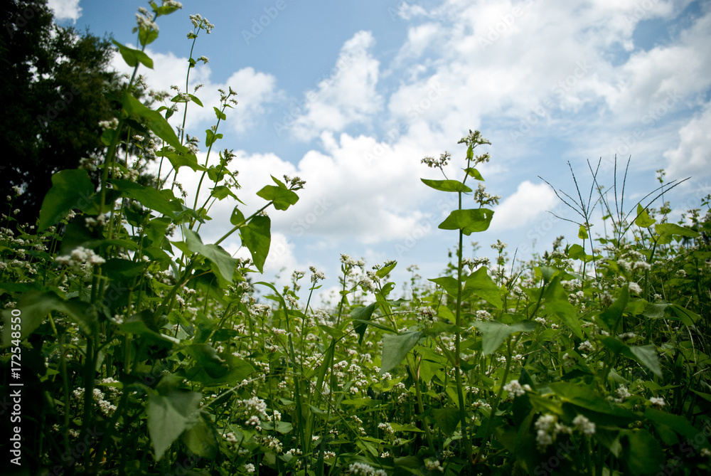Buckwheat Cover Crop Buckwheat Cover Crop