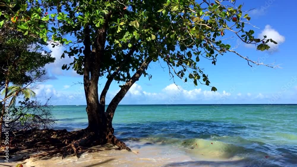High tide waves washing over the roots of a tropical tree as rising sea levels from global warming continue to threaten coastlines worldwide High tide waves washing over the roots of a tropical tree as rising sea levels from global warming continue to threaten coastlines worldwide