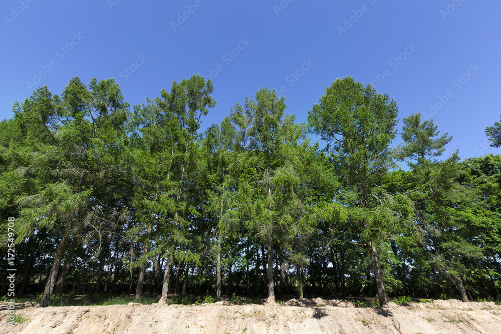 Fototapeta premium Landscape with spruce