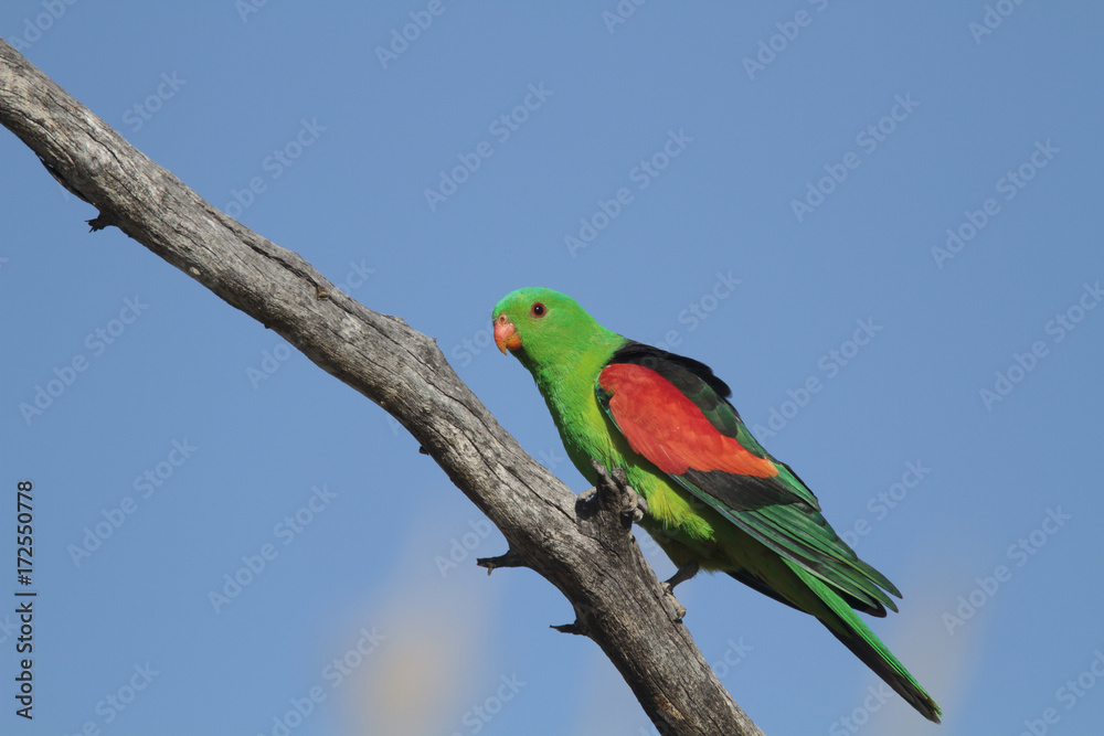 Red winged Parrot on branch with copy space