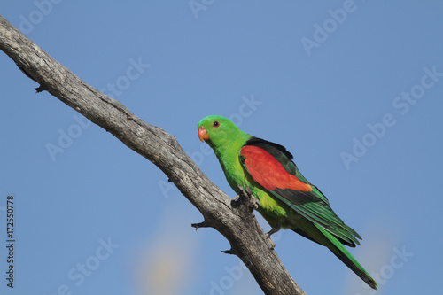 Red winged Parrot on branch with copy space
