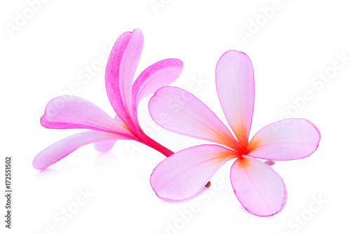 pink frangipani or plumeria (tropical flowers) isolated on white background