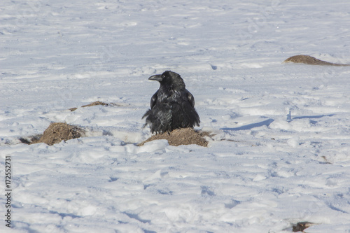Snow crows on stone, Khovsgol photo