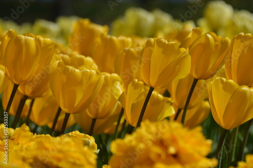 Spring Tulips