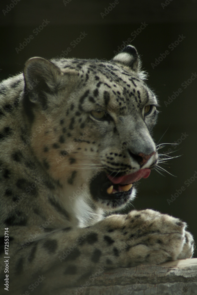 Snow Leapard Snow Leapard