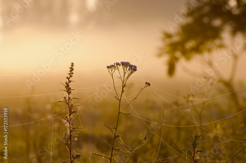 Misty summer end background   sunrise dawn and dewy grass with spider webs