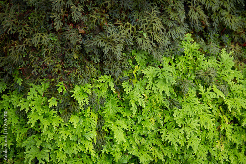Fototapeta Naklejka Na Ścianę i Meble -  mossy ferns