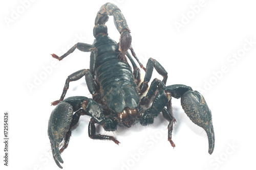 Big black Scorpion isolate on white background  