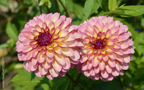 Dahlia Pair