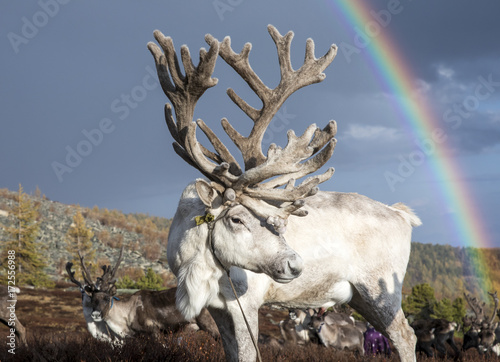 rein deer under a rainbow in northern Mongolia