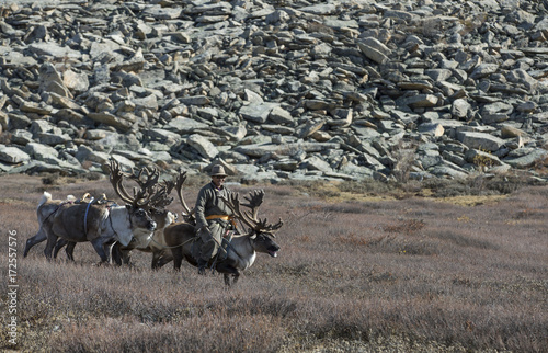 tsaatan man, dressed in a traditional deel, riding his reindeers photo