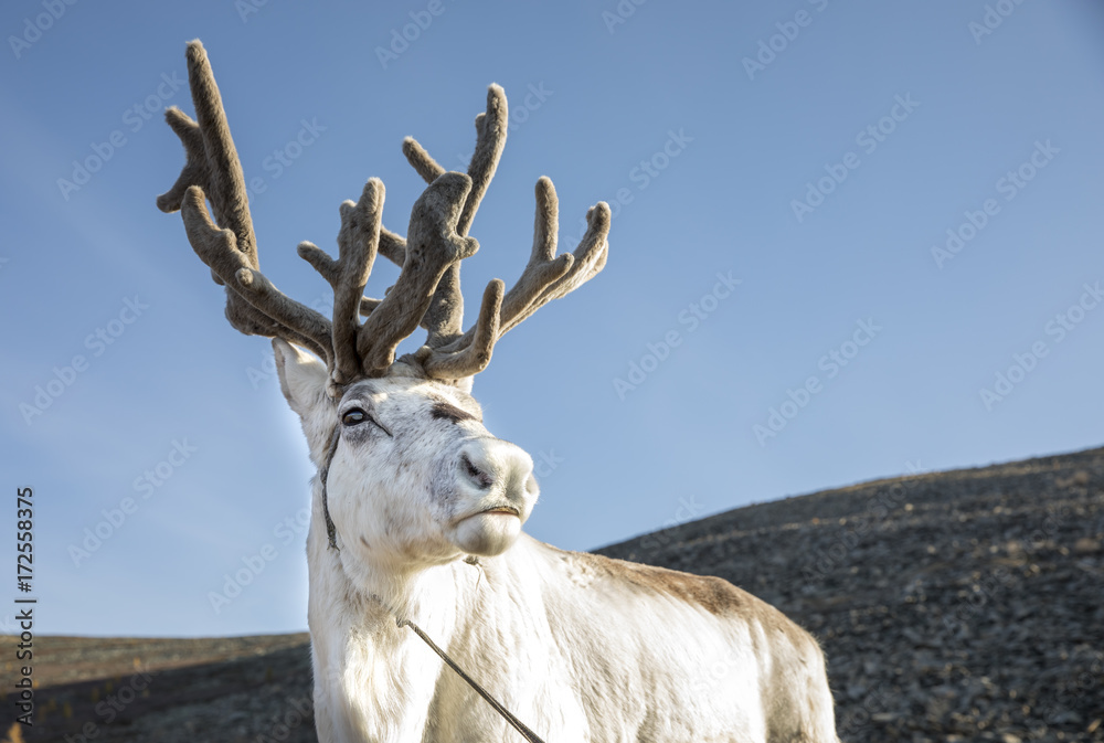 Fototapeta premium rein deer in northern Mongolia