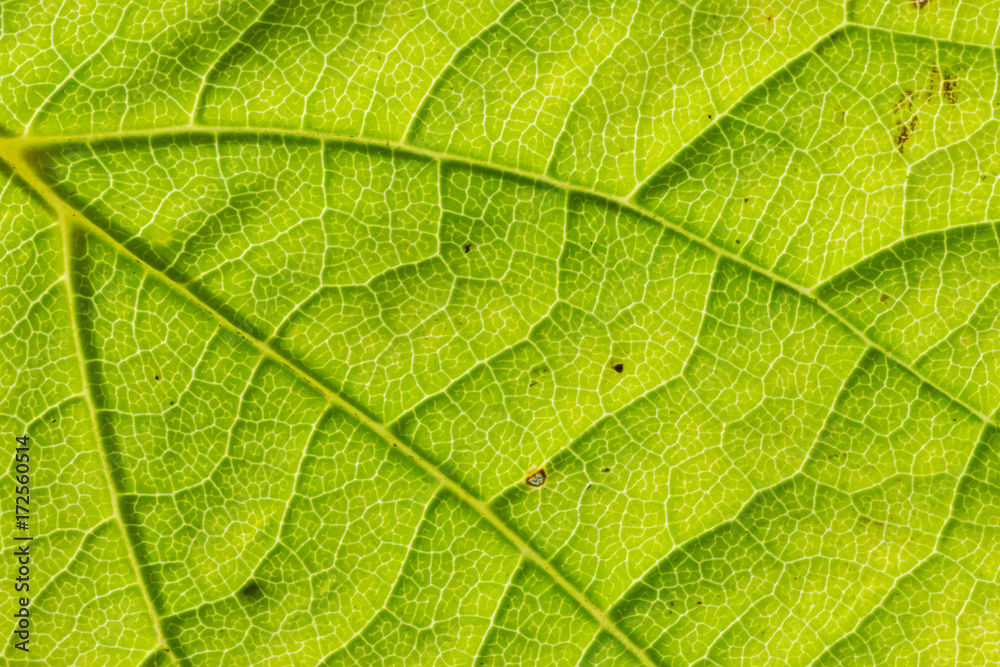 the texture of the leaf from the tree in autumn season the texture of the leaf from the tree in autumn season