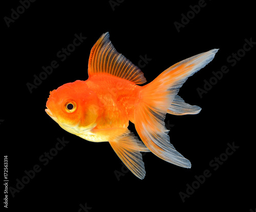 gold fish isolated on black background © nipaporn
