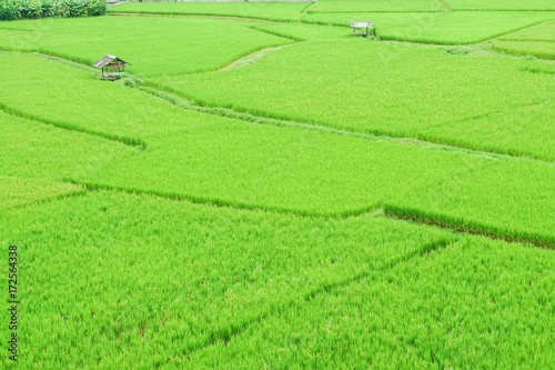 green rice field with small hut in rainy season
