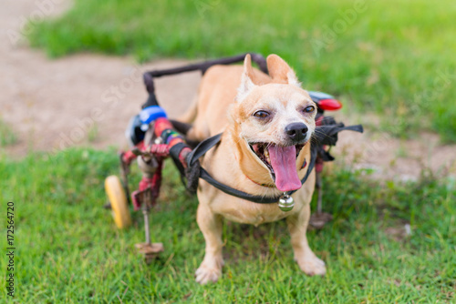 Fototapeta Naklejka Na Ścianę i Meble -  Cute little dog in wheelchair or cart walking in grass field..