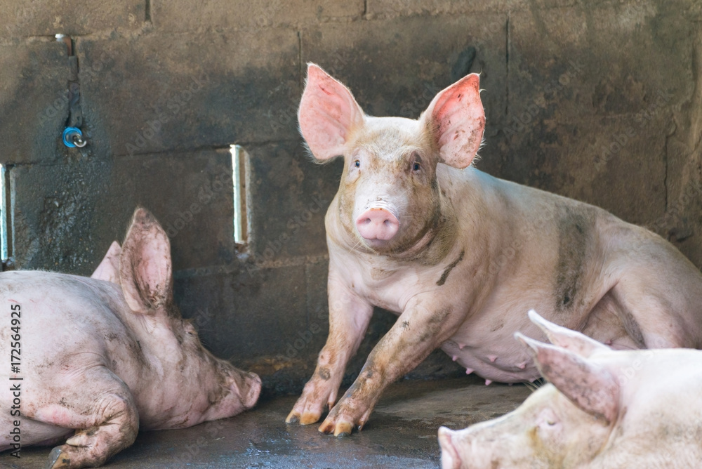 Group of pig sleeping eating in the farm. Group of pig sleeping eating in the farm.