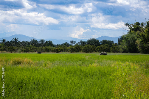 Two buffalos on the middle of the field rice with a background of natural trees and beautiful sky.