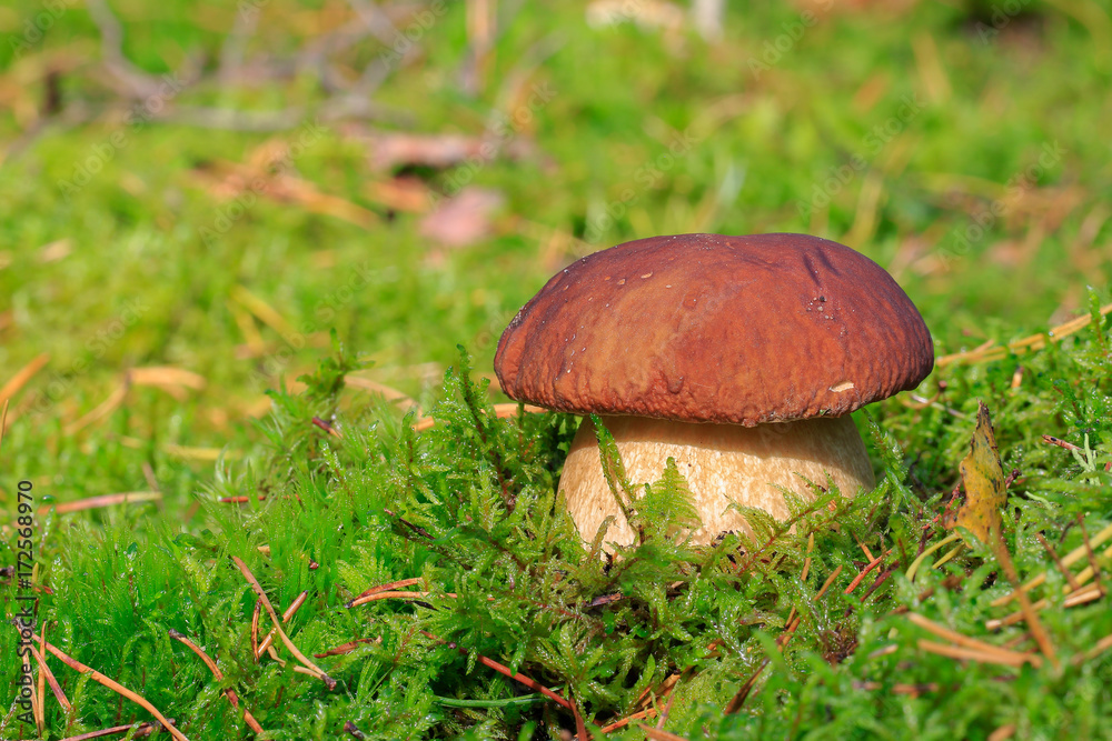 borowik szlachetny: Boletus edulis borowik szlachetny: Boletus edulis