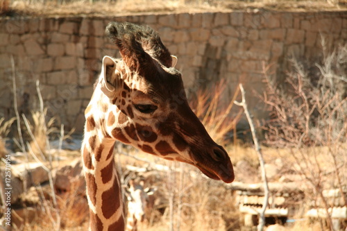 Photography giraffe, zoo, wild, neck, tall, legs, spots