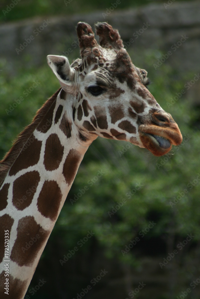 giraffe, zoo, wild, neck, tall, legs, spots giraffe, zoo, wild, neck, tall, legs, spots