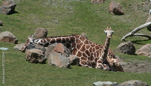 Photography giraffe, zoo, wild, neck, tall, legs, spots