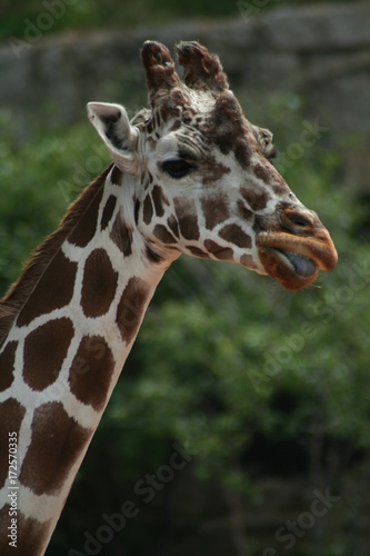 Photography giraffe, zoo, wild, neck, tall, legs, spots