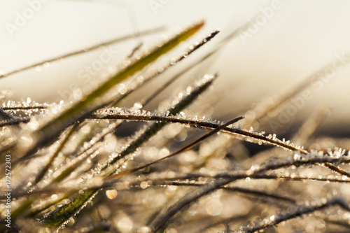 covered with frost blades of grass