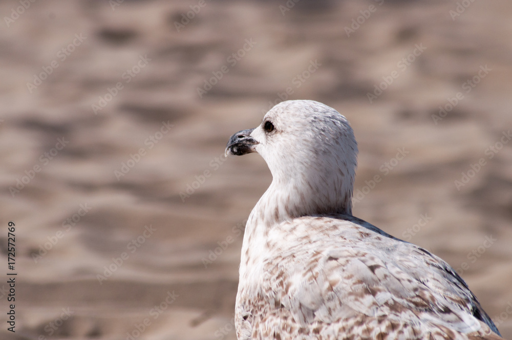 Fototapeta premium Möwen