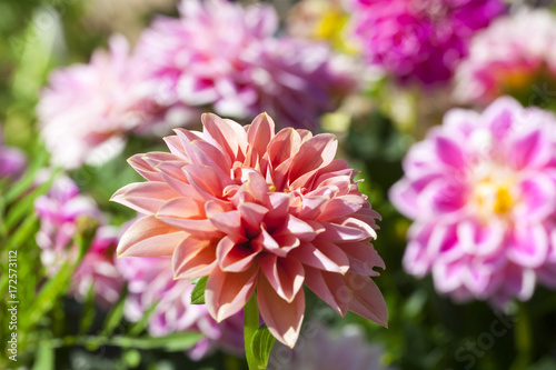 Colorful dahlia