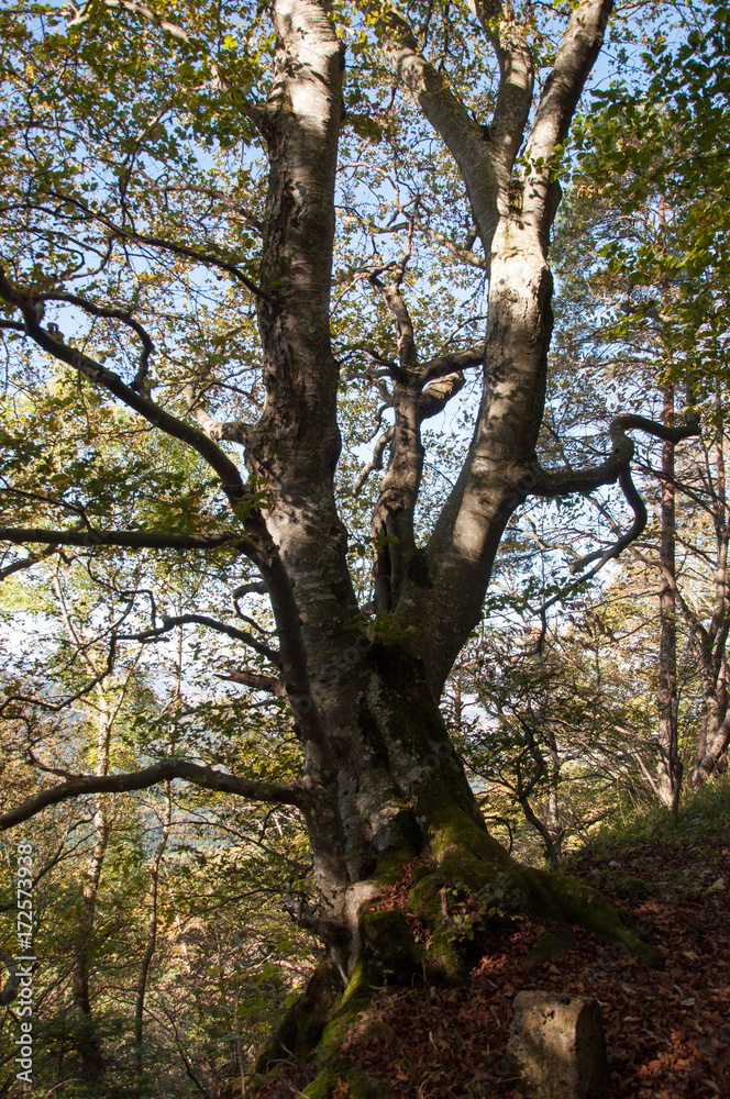 Traufgänge Albstadt