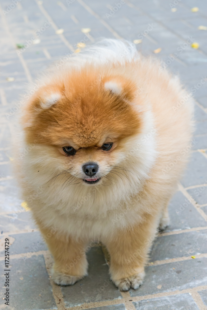 Obraz premium Pomeranian Spitz, pet dog closeup standing on the pavement looking right 